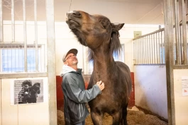 Døve og døvblinde finner glede i hesten: – En følelse av frihet