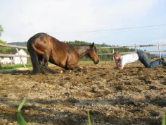 Å bli eier av en hest er enkelt – å eie en hest er ikke det