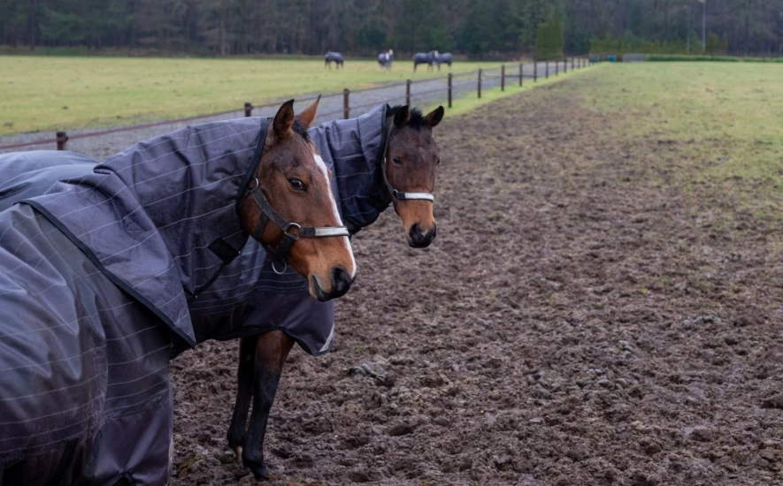 Økte midler til veterinærdekning og Mattilsynet – erkjenner krisen