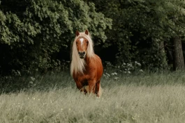 « Det startet med en drøm – hva skjedde med den?