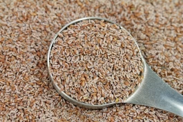 Hvorfor gir man hesten loppefrø?