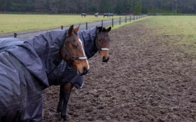 Økte midler til veterinærdekning og Mattilsynet – erkjenner krisen