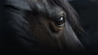 Ansvar ved skader som oppstår i møtet mellom kjøretøy og hest