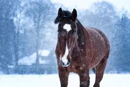 De mest populære hestenavnene i Norge akkurat nå