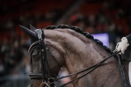 Nye FEI-regler: Kandar blir valgfritt opp til trestjerners dressur