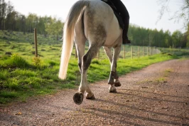 – Skritt er en ganske undervurdert gangart
