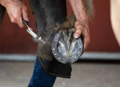 Hovslagertilgangen: Størst utfordringer i distriktene