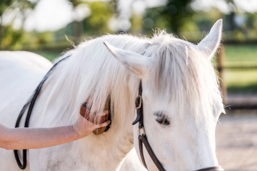 Spørreundersøkelse: Hestens betydning for din helse