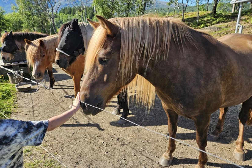 Nytt prosjekt gir hesten en stemme