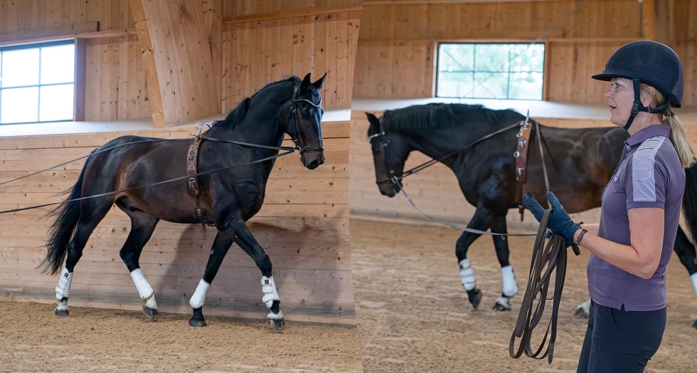 Tømmekjøring – en gave til hesten din