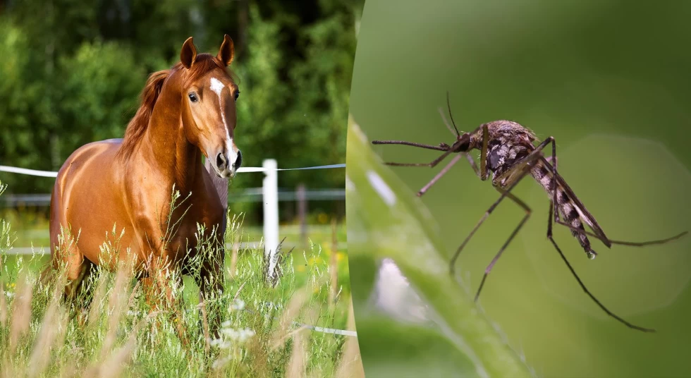 Antistoffer mot vestnilfeber funnet hos hester i Danmark