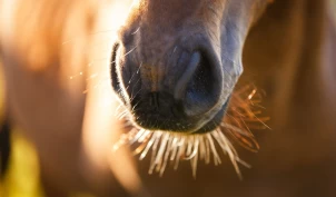 Kverkesmitte i Buskerud – viktig å tenke smittevern