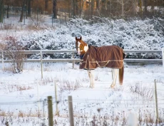 Hvordan påvirkes hoven av snøsåler når det ikke er snø?