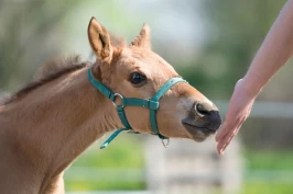 Påtvunget håndtering i tidlig alder kan ha konsekvenser for velferd