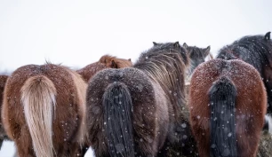 Slik beskytter vinterpelsen hesten i kulde og snø