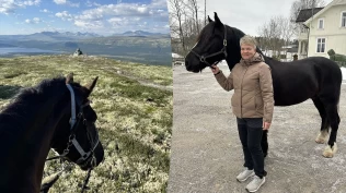 Travhest om vinteren, turhest om sommeren – slik ble Brasse frisk