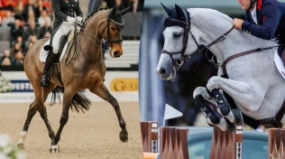 Mer enn fravær av lidelse – jakten på den virkelig glade sportshesten