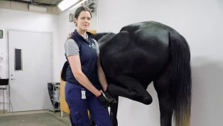 Ny forskning skal gi sikrere diagnoser ved halthetsutredninger