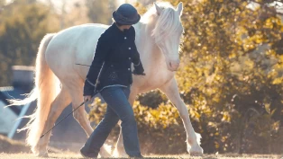 Kom i gang med frihetsdressur med Rebecca Dahlgren