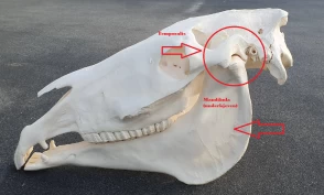 Hodelag og trykk på TMJ: Kan påvirke hele hestens kropp