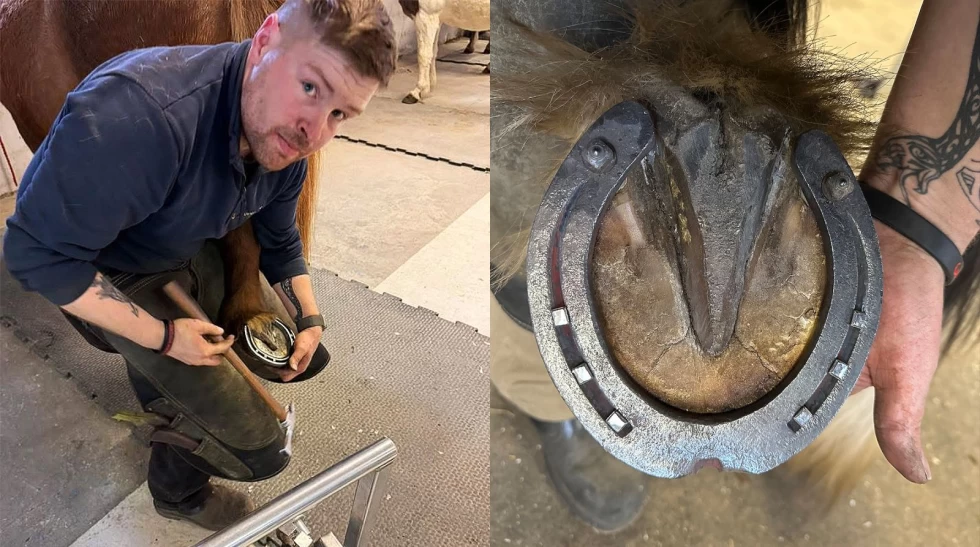 Ingen hov, ingen hest: – Like viktig at turhesten har en god hverdag