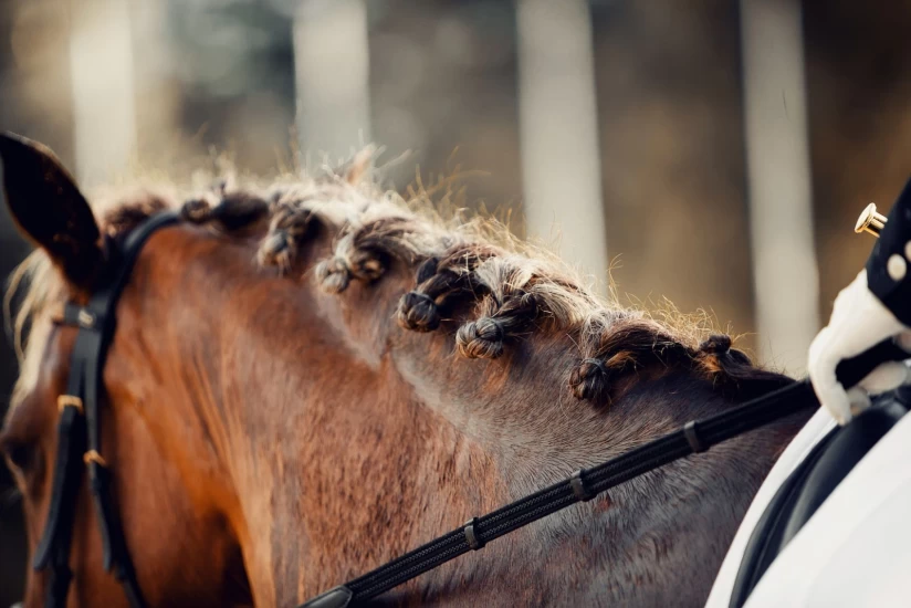 Vil kartlegge bruk av bittløst i dressurkonkurranser
