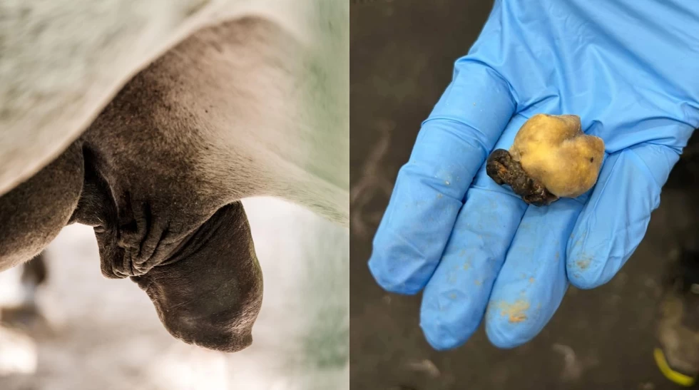 Smegmastein hos hest – dette bør du vite