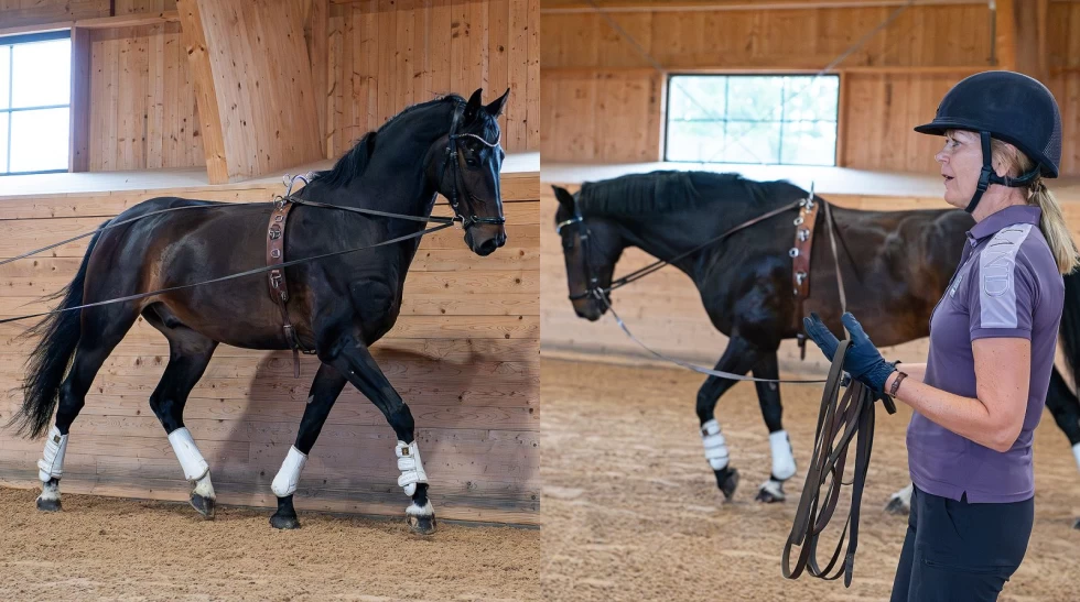 Tømmekjøring – en gave til hesten din