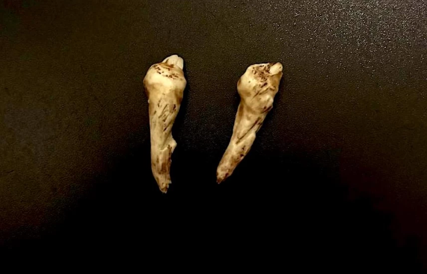 Ulvetenner – liten tann, stort problem