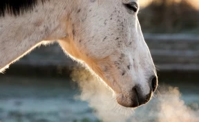 Påviser coronavirus hos hest oftere – spesielt på vinteren