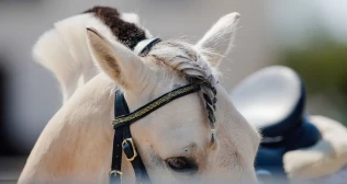 Ny forskning skal fremme åpenhetskultur i hestesporten