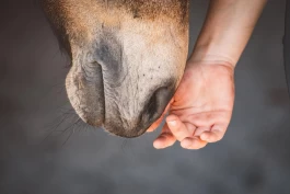 Hvorfor napper hesten min?