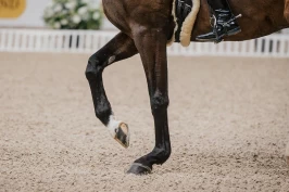 Harmoni i fokus i nytt forskningsprosjekt om dressur