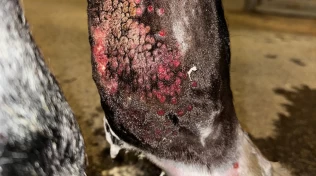 Første tilfeller av heste-parapoxvirus i Sverige