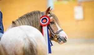 – Ønsker at norske ponnier skal bli mer ettertraktet og brukt i sporten