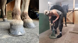 Hovslagerens tips: Slik forbereder du hesten for skoing