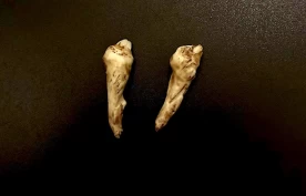 Ulvetenner – liten tann, stort problem