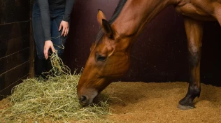 Forskere om fôringspraksisen: – Kan betraktes som utilstrekkelig