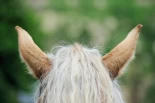 Etologen: Slik merker du at hesten er mentalt sliten