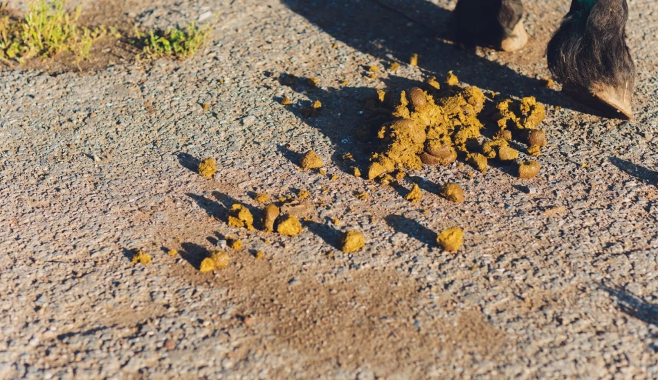 Forskeren: Derfor spiser hesten avføring