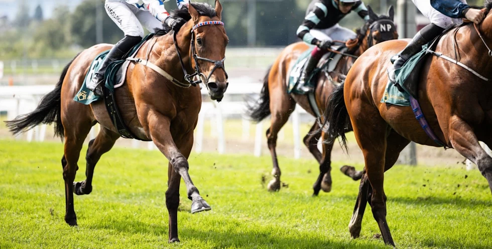 – Lite fokus på spesialtilpasset skoing til rase og bruk