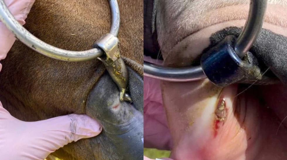 Høy forekomst av munnskader – kobles til konfliktatferd