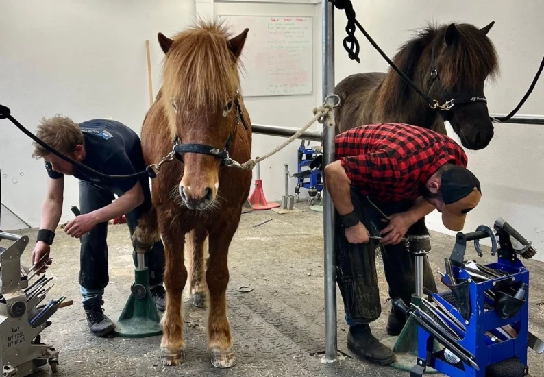 Vil profesjonalisere hovslagerfaget rundt islandshesten