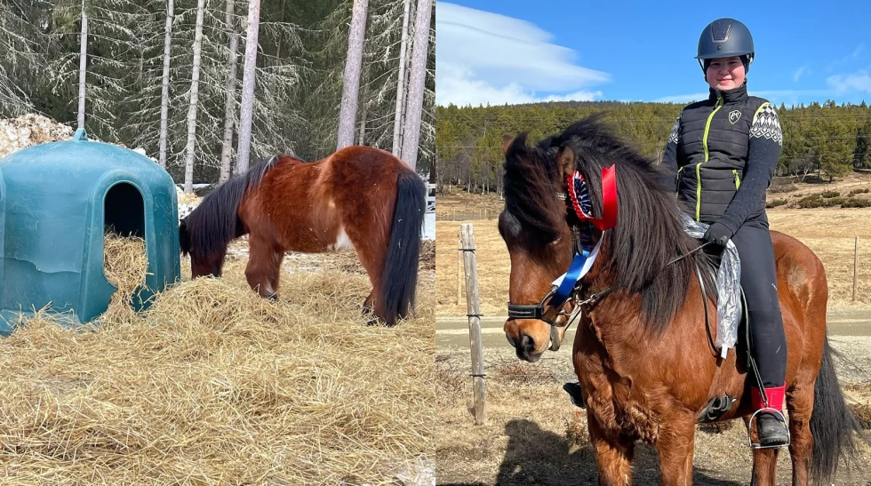 Ble kvitt magesårene: – Mine hester vil vel ikke ha halm