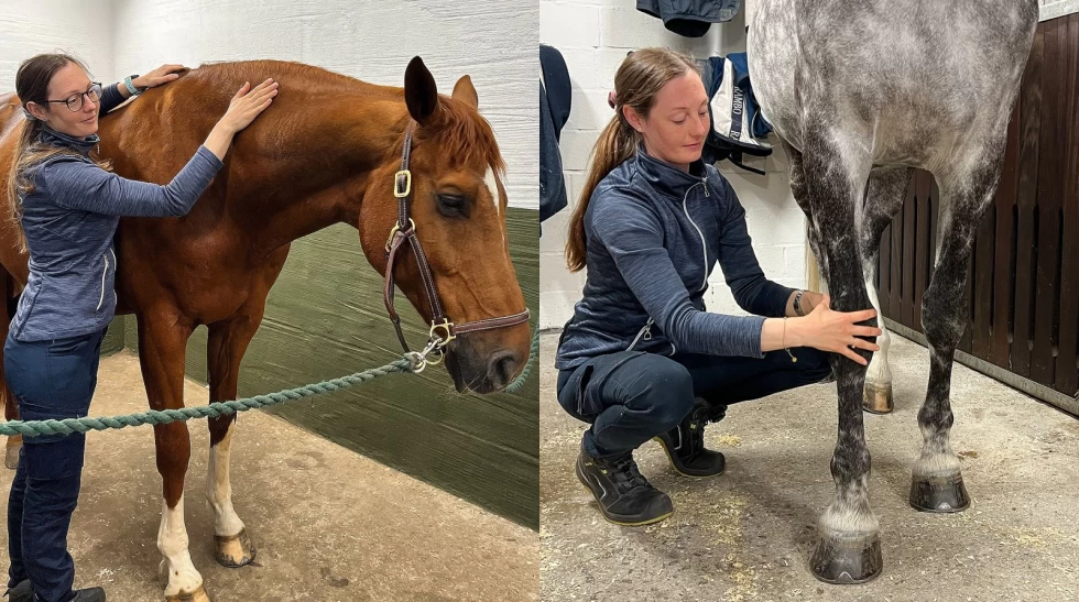 Lymfemassasje: Aktiver hestens naturlige utrensningssystem