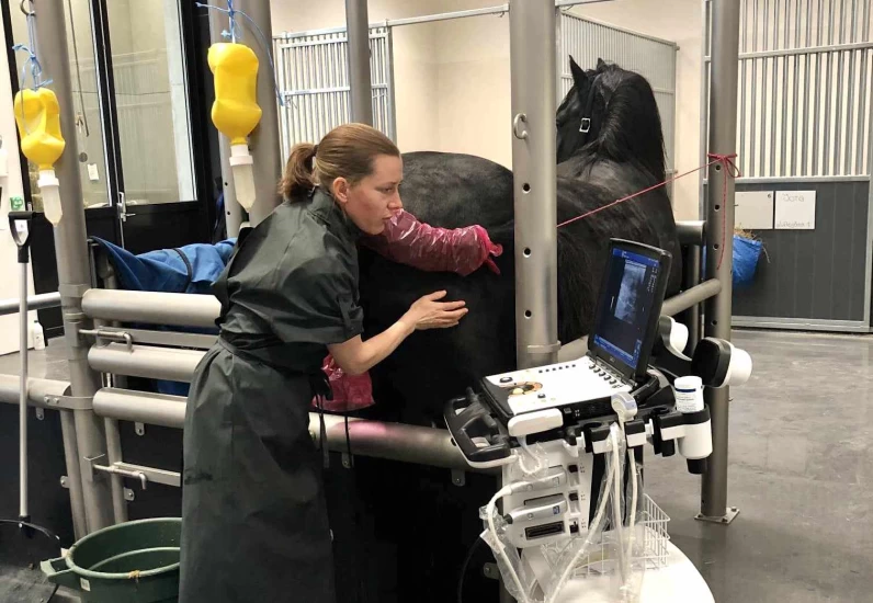 Forskning på særnorske hesteraser: – Lønner seg å bedekke tidlig