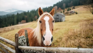 9 millioner til forskning på hestenæringens samfunnsverdi