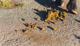 Forskeren: Derfor spiser hesten avføring