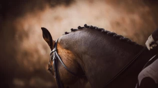 Ridning bak lodd – hva vet vi egentlig om konsekvensene?