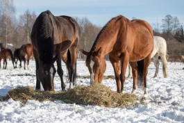 Vanlige feil hesteeiere gjør når de setter opp en fôrplan